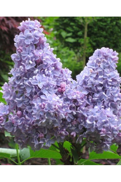 Бузок звичайний ’Carpe Diem’